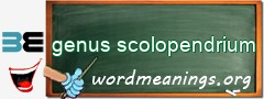 WordMeaning blackboard for genus scolopendrium